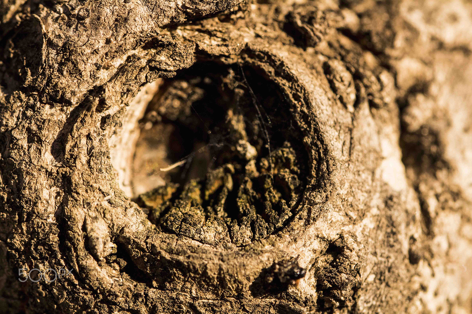 Canon EF 100mm F2.8L Macro IS USM sample photo. Autumn tree photography