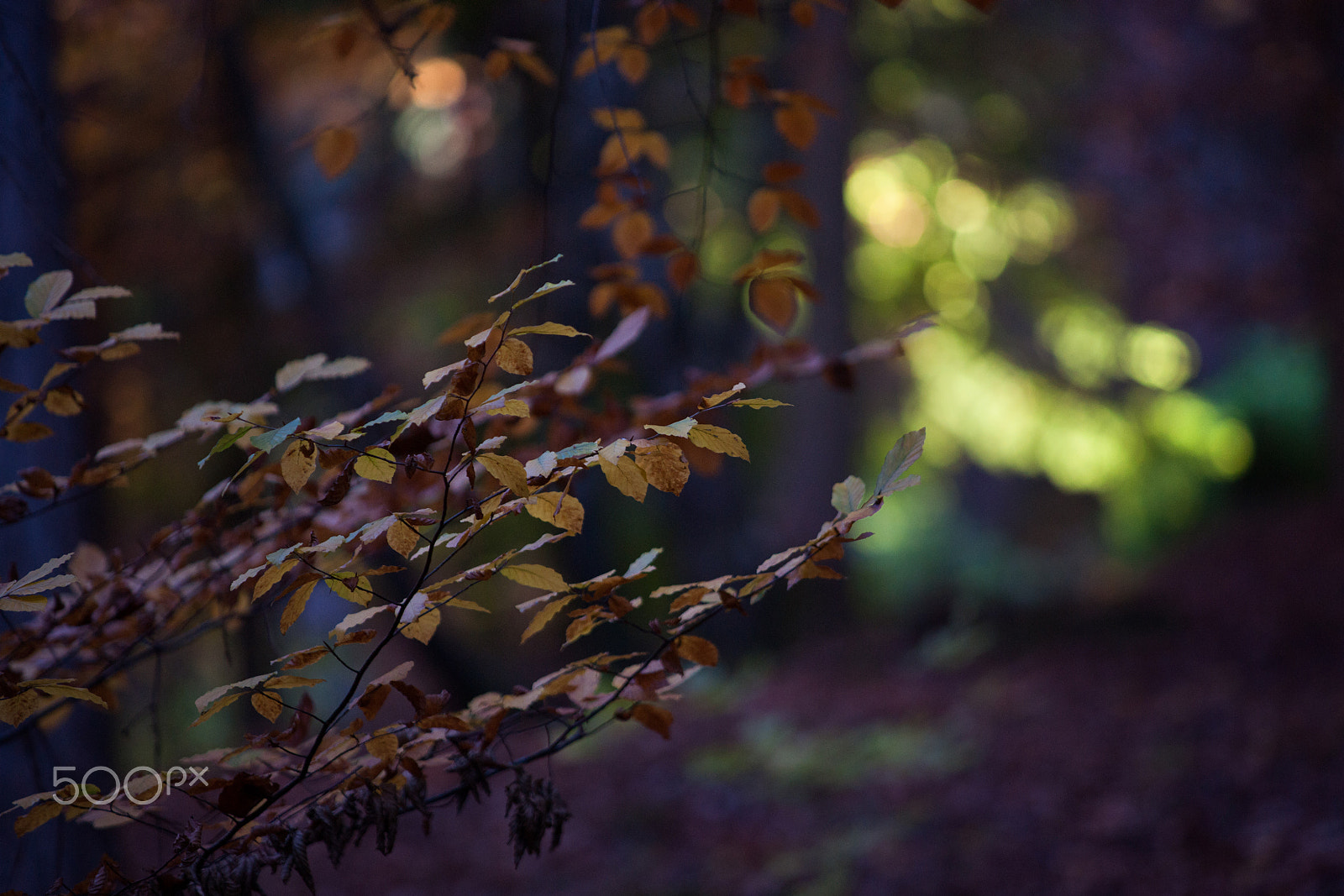 Sony Alpha DSLR-A900 + Minolta/Sony AF 70-200mm F2.8 G sample photo. In my magic wood photography