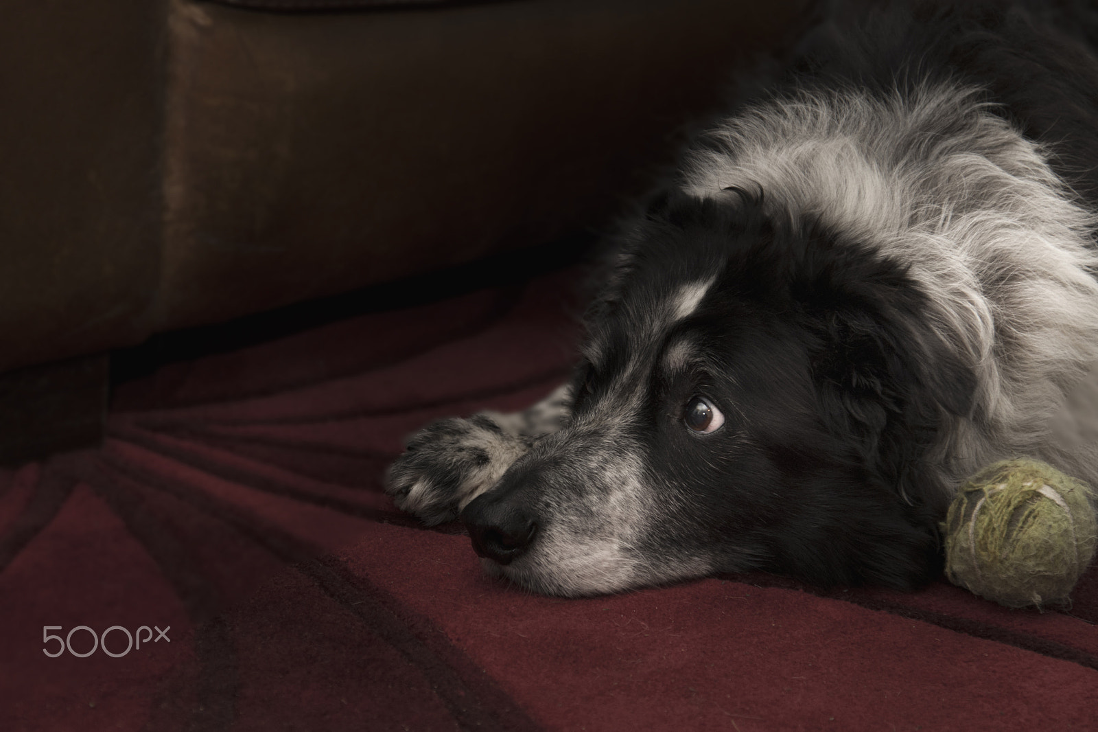 Nikon D500 sample photo. In a daze photography