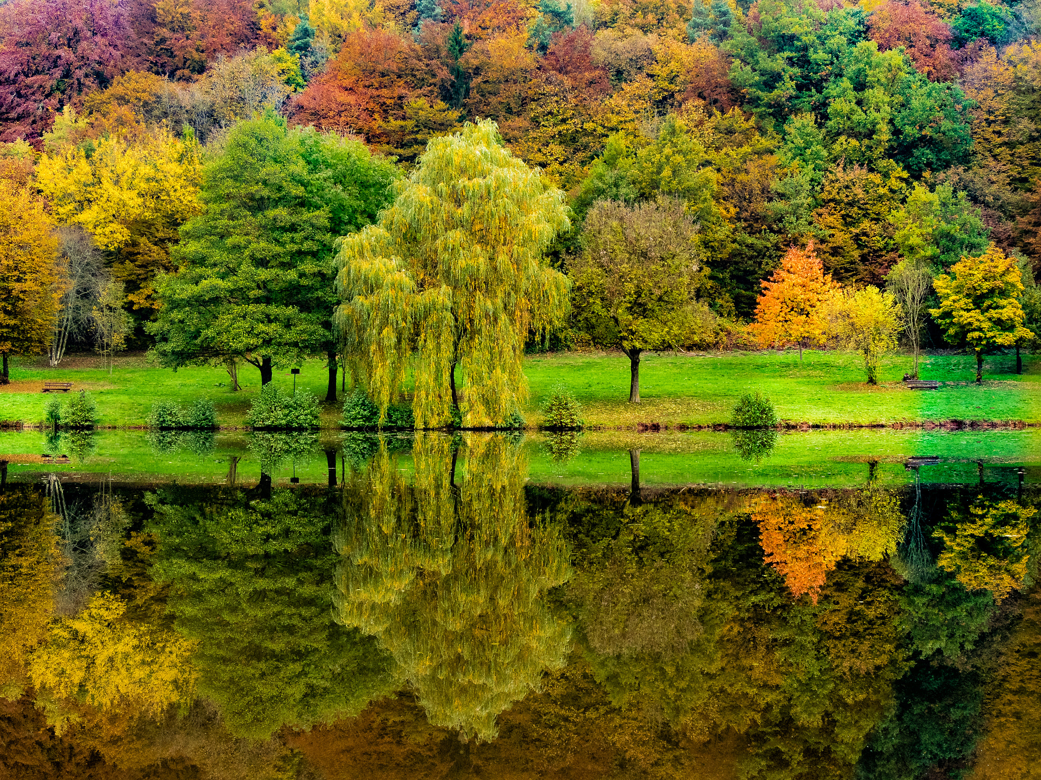 Olympus OM-D E-M1 sample photo. Indian summer. palatinate forest. photography