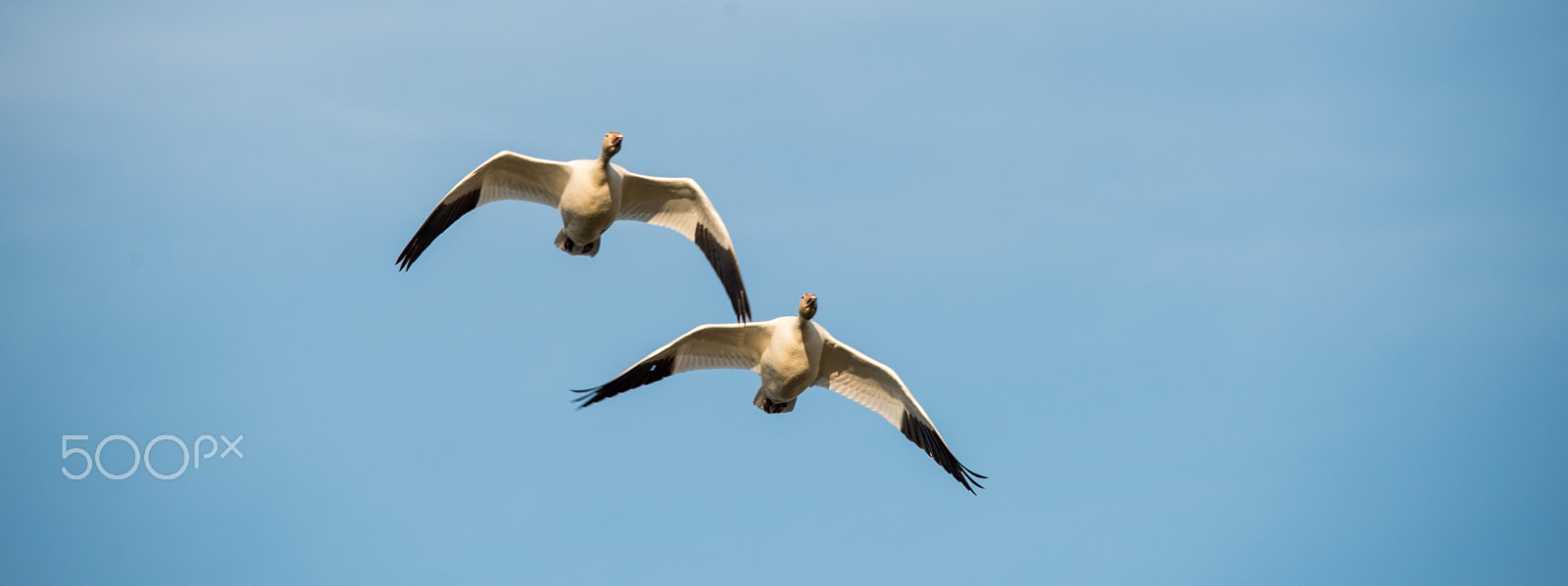 Sigma 150-500mm F5-6.3 DG OS HSM sample photo. Flying photography