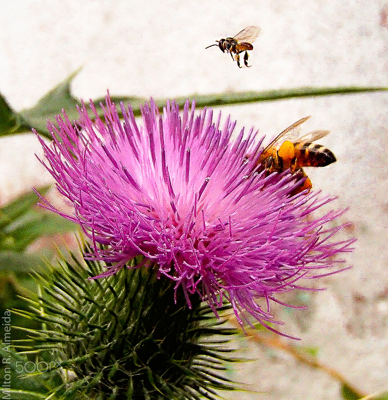 Olympus TG-620 sample photo. Bees at work photography