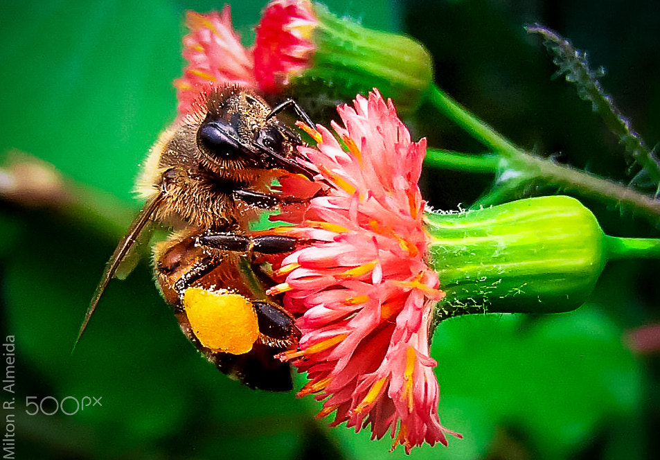Olympus TG-620 sample photo. Bee on flower photography