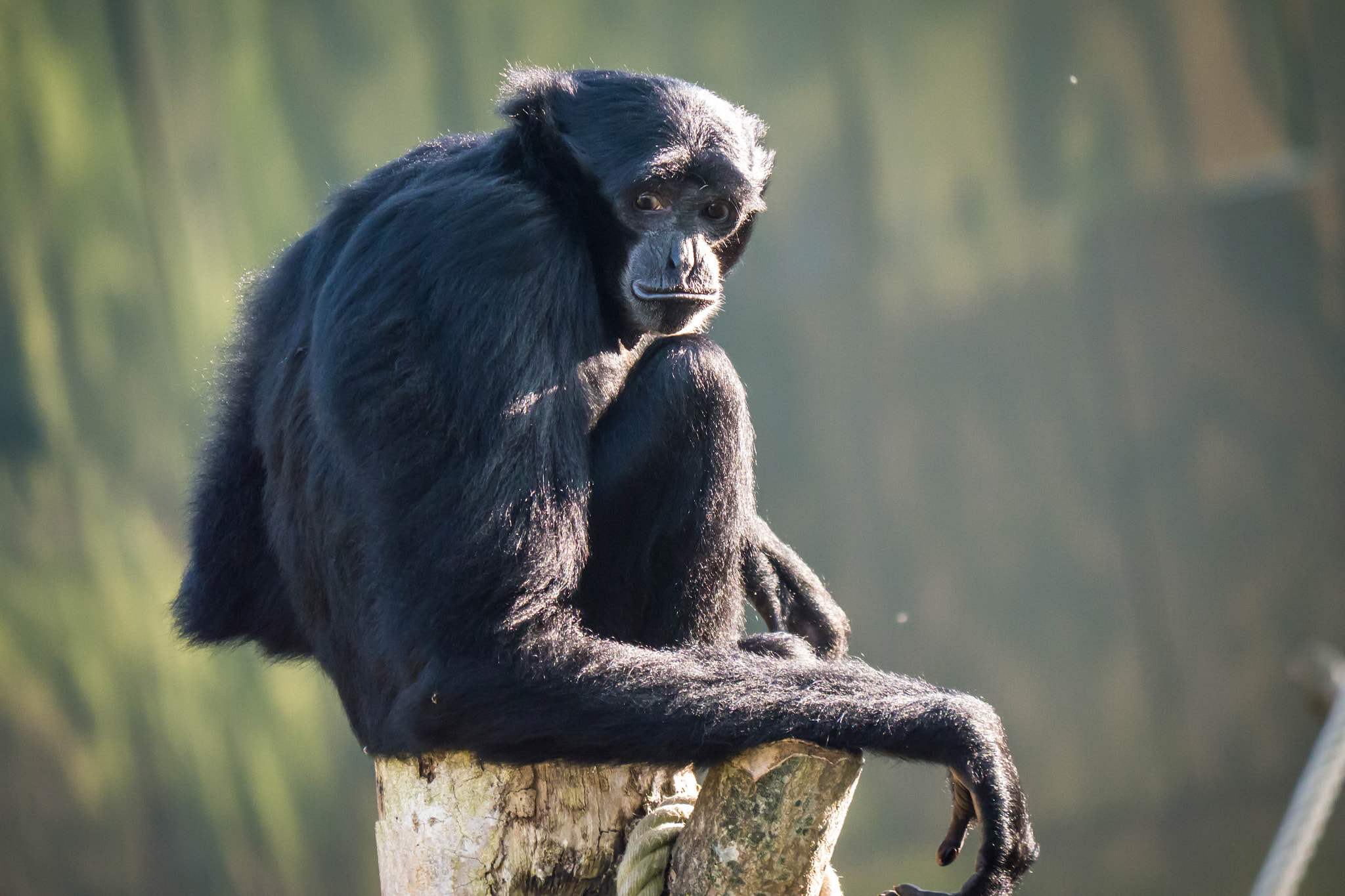 Panasonic Lumix DMC-G5 sample photo. Monkey photography