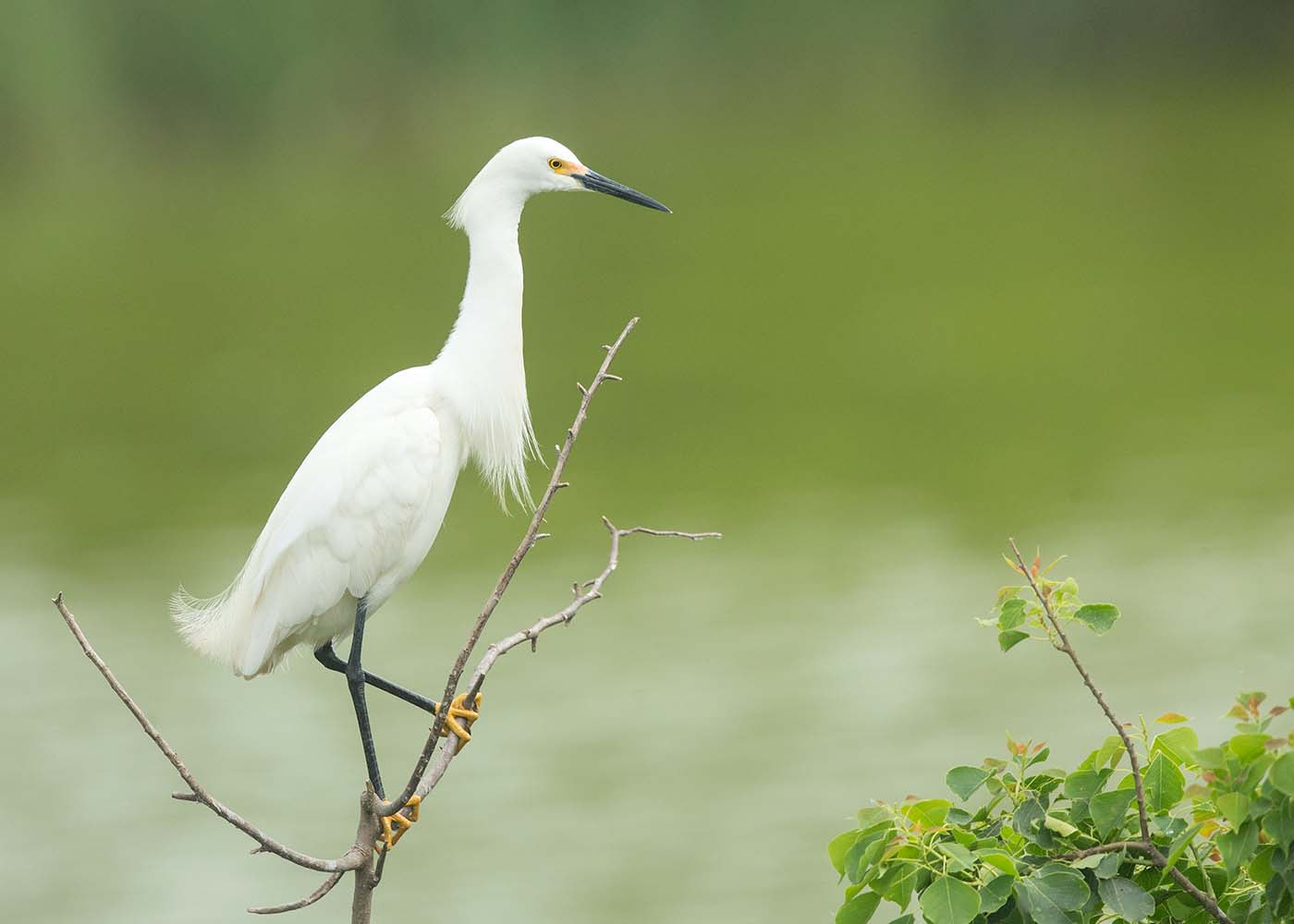 Canon EF 500mm F4L IS II USM sample photo. Snowy egret photography