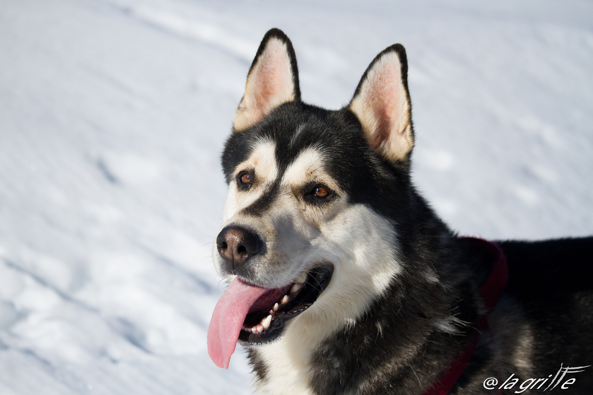 Canon EF-S 55-250mm F4-5.6 IS STM sample photo. Pongo photography