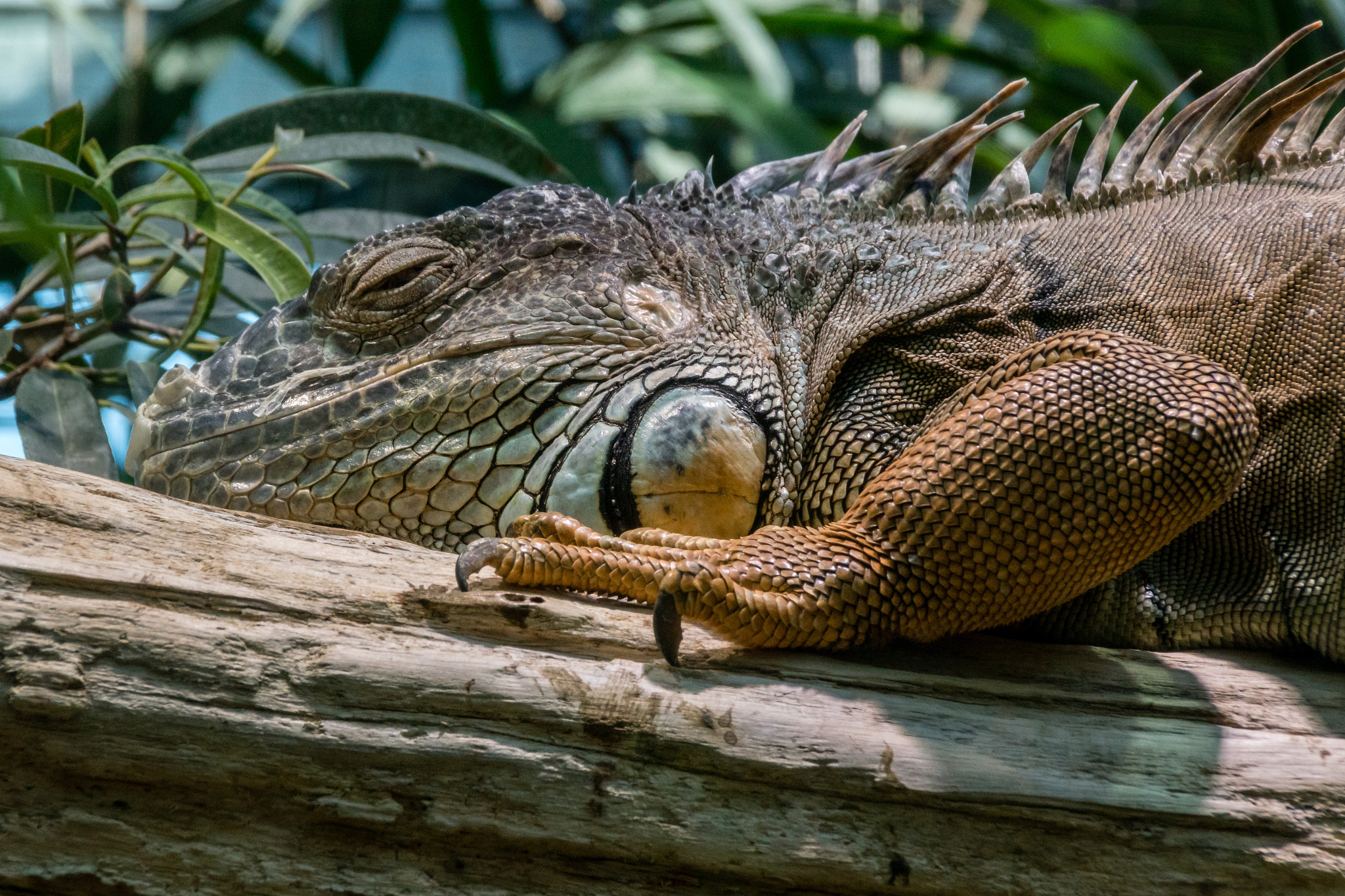 Sony ILCA-77M2 + Tamron AF 28-105mm F4-5.6 [IF] sample photo. Zurich zoo 3 photography