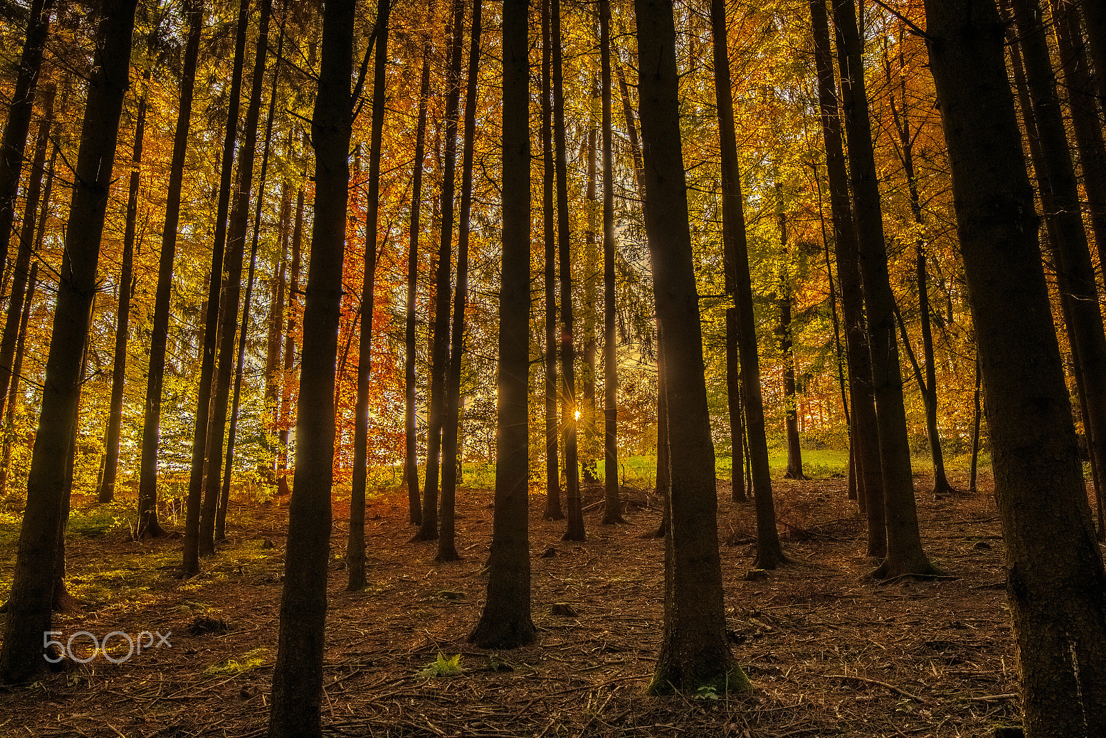 Canon EF 16-35mm F4L IS USM sample photo. Forest photography