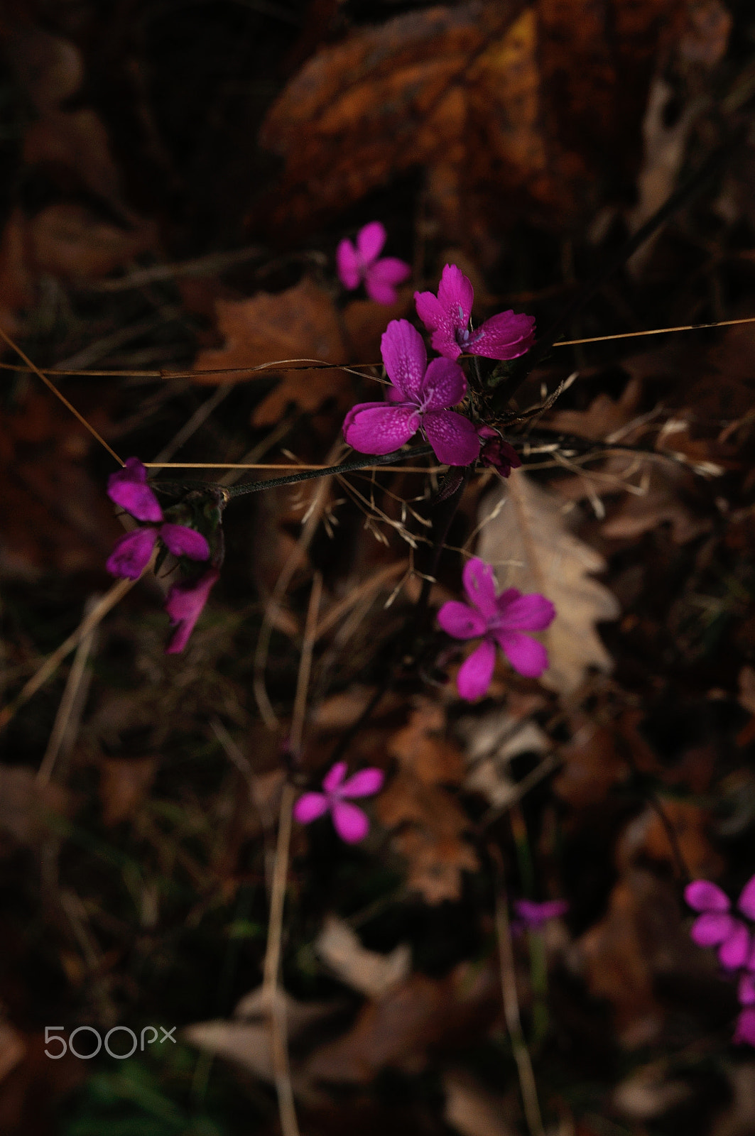 Nikon D90 + Sigma 18-35mm F1.8 DC HSM Art sample photo. Wild flower in autumn photography