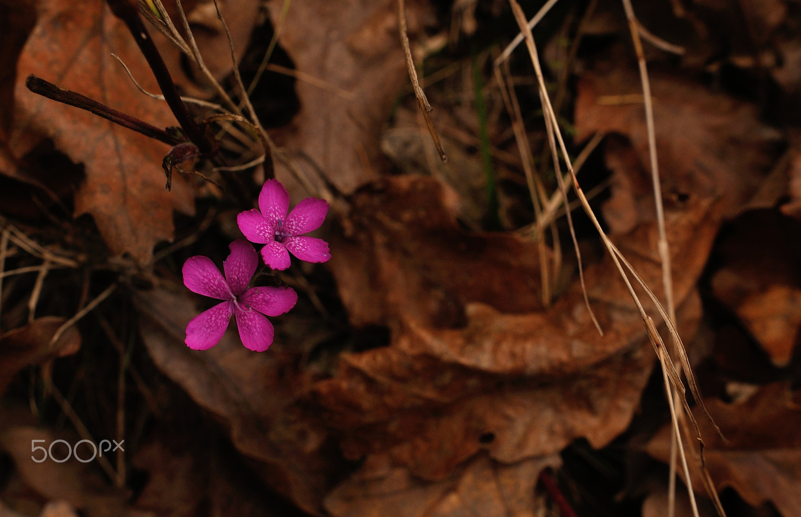 Nikon D90 + Sigma 18-35mm F1.8 DC HSM Art sample photo. Wild flower in autumn photography