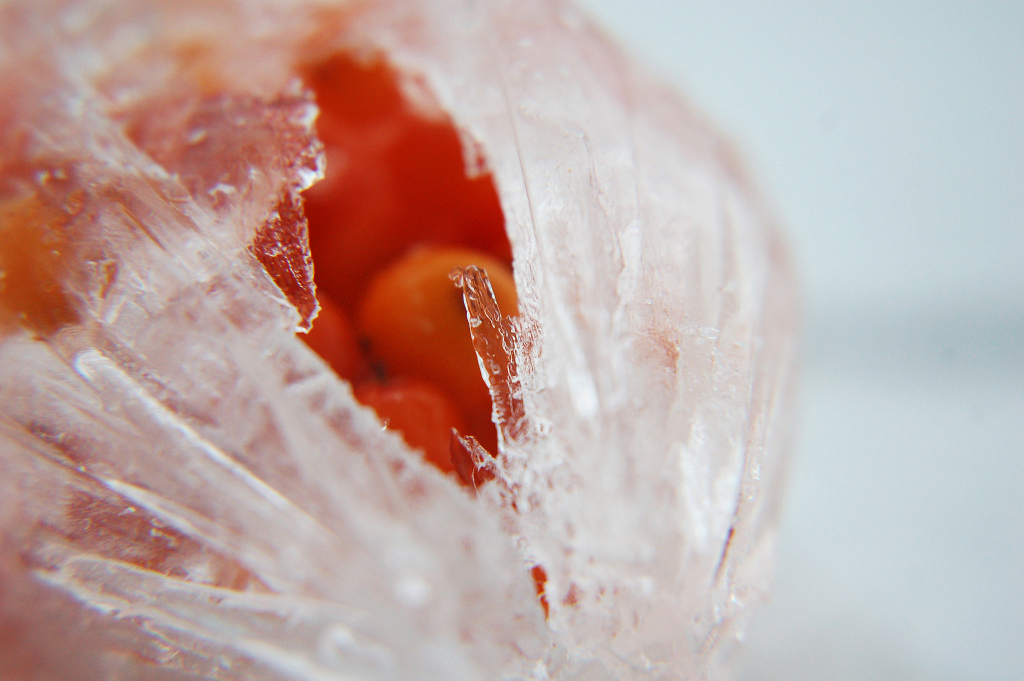 Nikon D50 sample photo. X photography