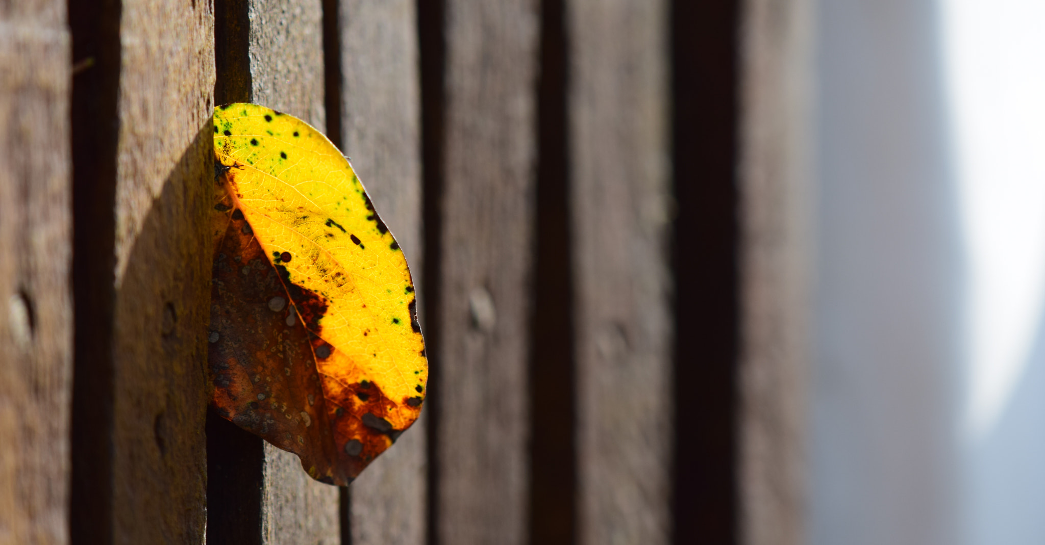 Nikon AF-S DX Micro-Nikkor 85mm F3.5G ED VR sample photo. Autumn signs photography