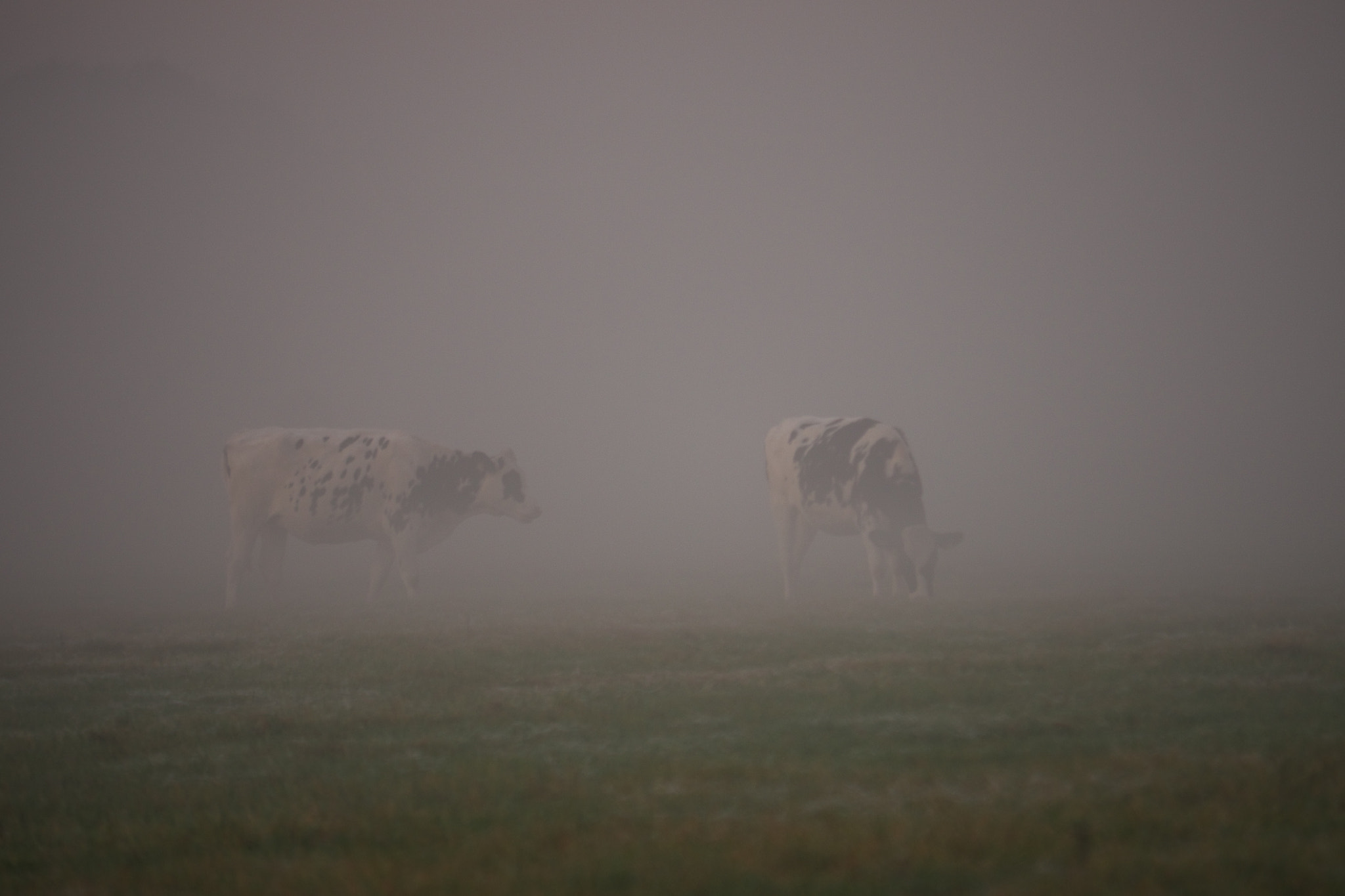 Panasonic Lumix DMC-GH2 sample photo. On a misty octobre morning... photography