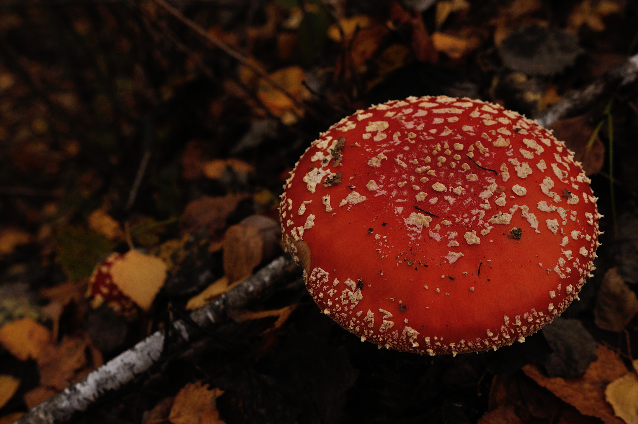 Nikon D90 + Sigma 18-35mm F1.8 DC HSM Art sample photo. Amanita muscaria photography