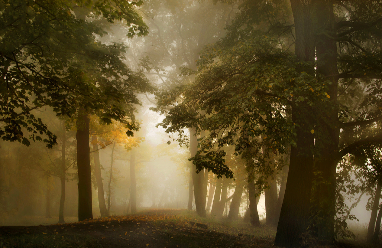 Sony Alpha DSLR-A550 + Sigma 17-70mm F2.8-4.5 (D) sample photo. Fog photography