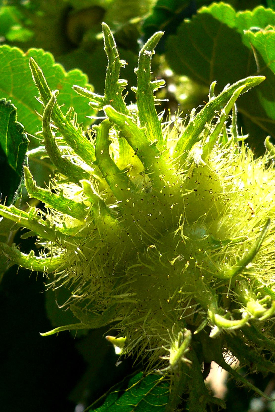 Panasonic DMC-FX7 sample photo. Haselnuß - hazelnut photography