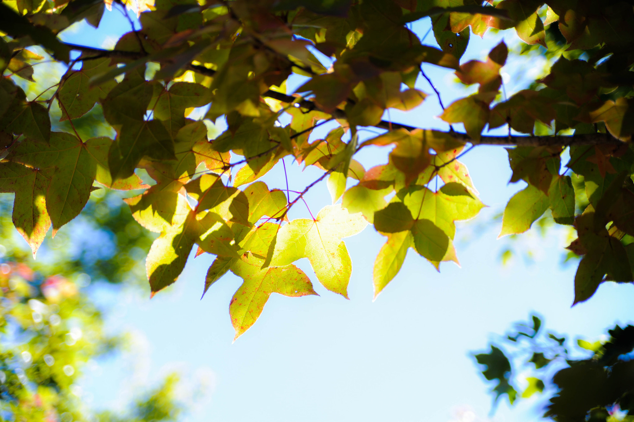 AF Zoom-Nikkor 28-105mm f/3.5-4.5D IF sample photo