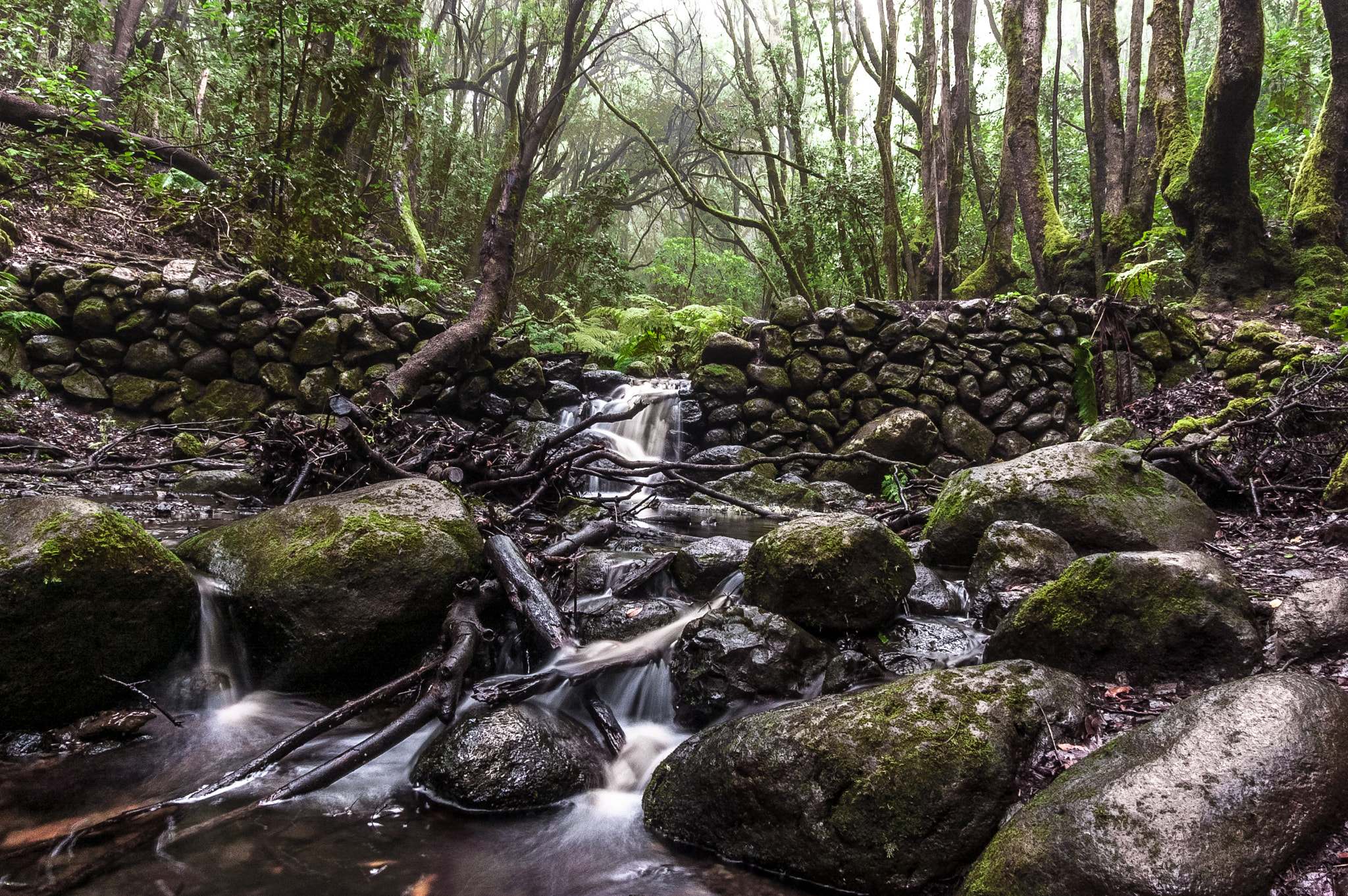 Sigma 17-50mm F2.8 EX DC OS HSM sample photo. Laurisilva forest ii photography