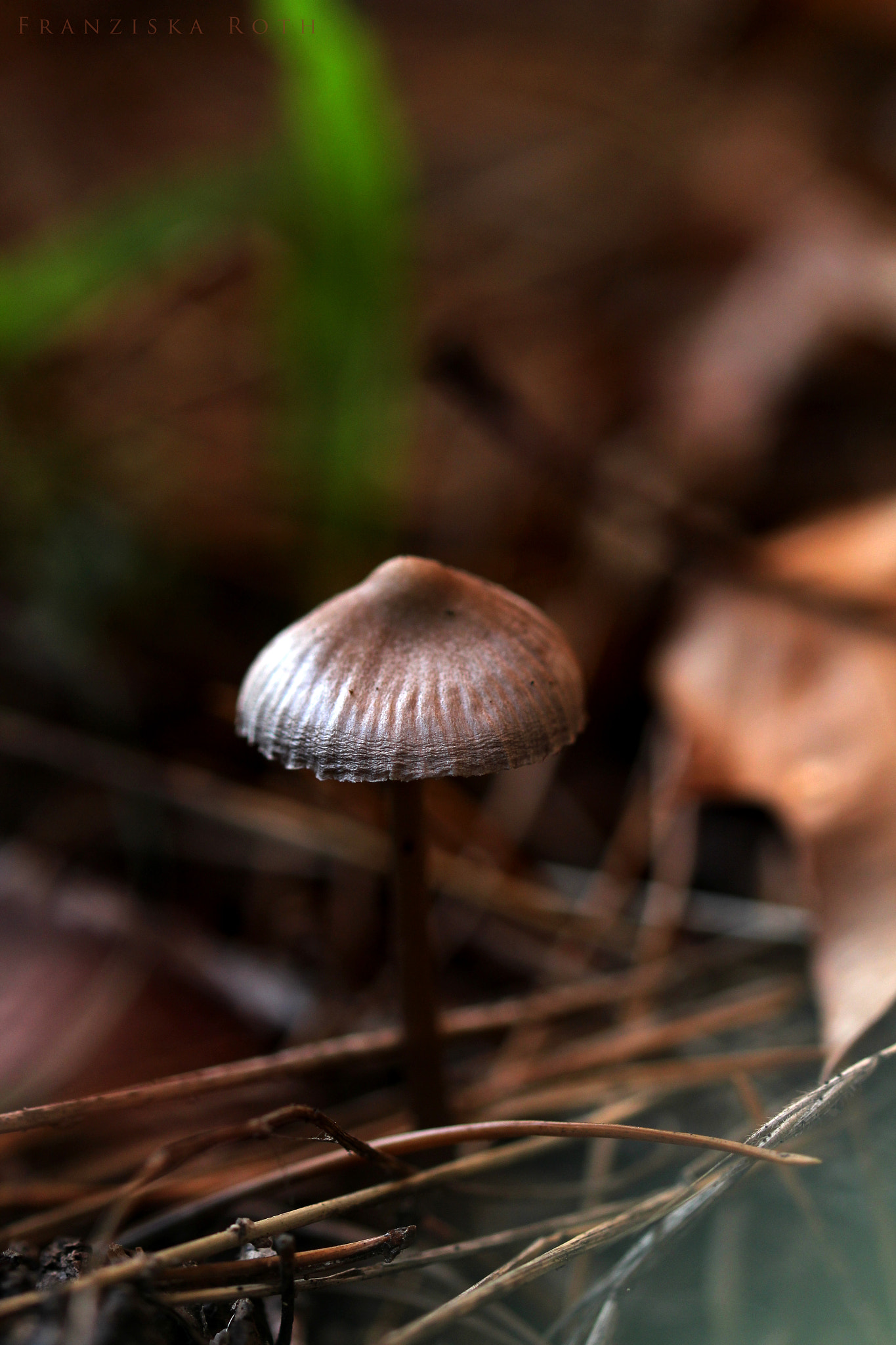 Sigma 105mm F2.8 EX DG OS HSM sample photo. Golden photography
