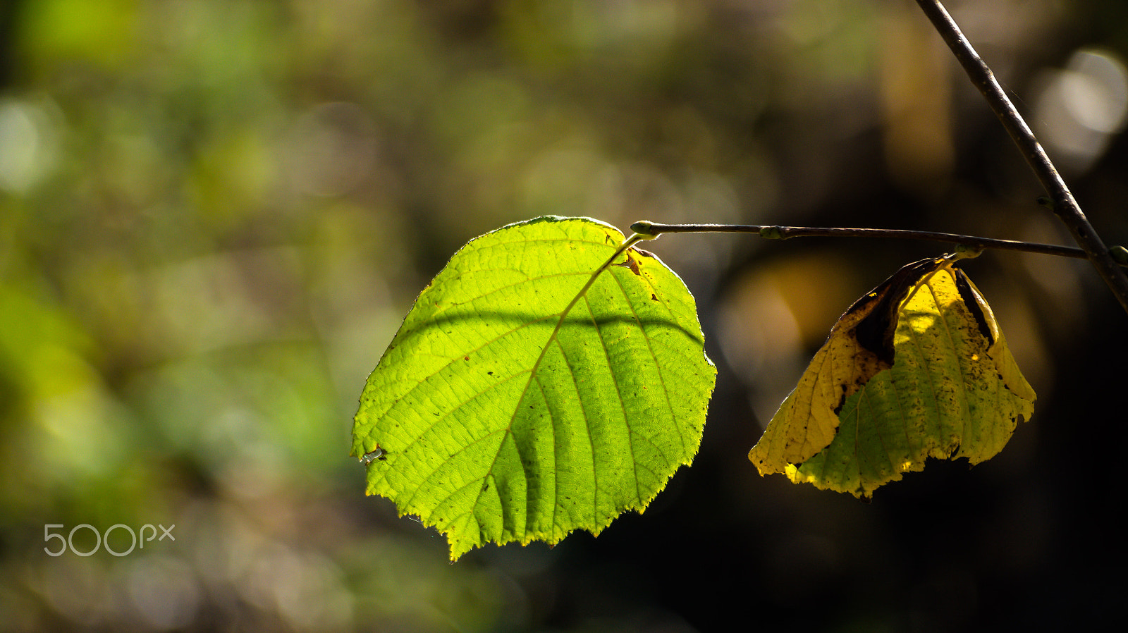 Sony 75-300mm F4.5-5.6 sample photo. Dsc photography