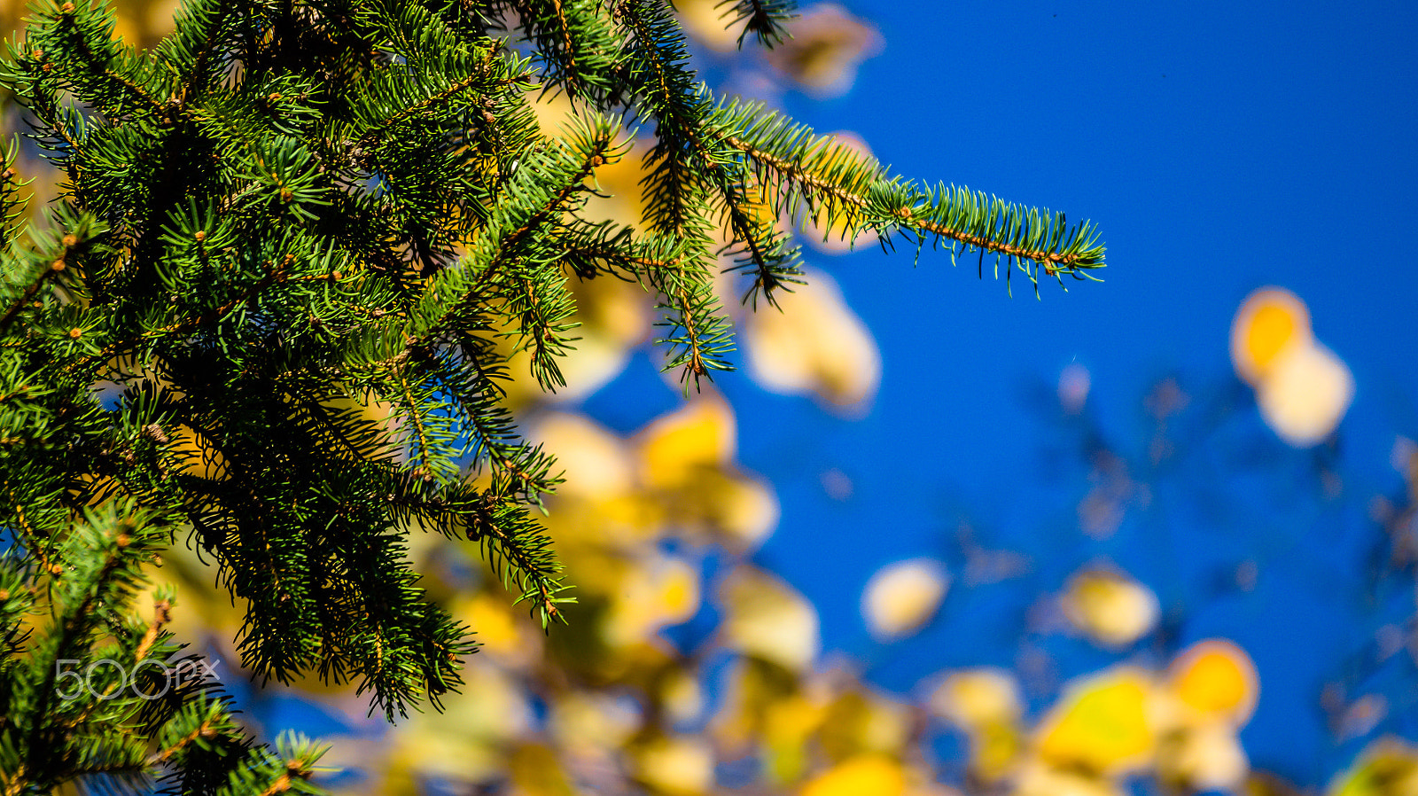 Sony 75-300mm F4.5-5.6 sample photo. Dsc photography