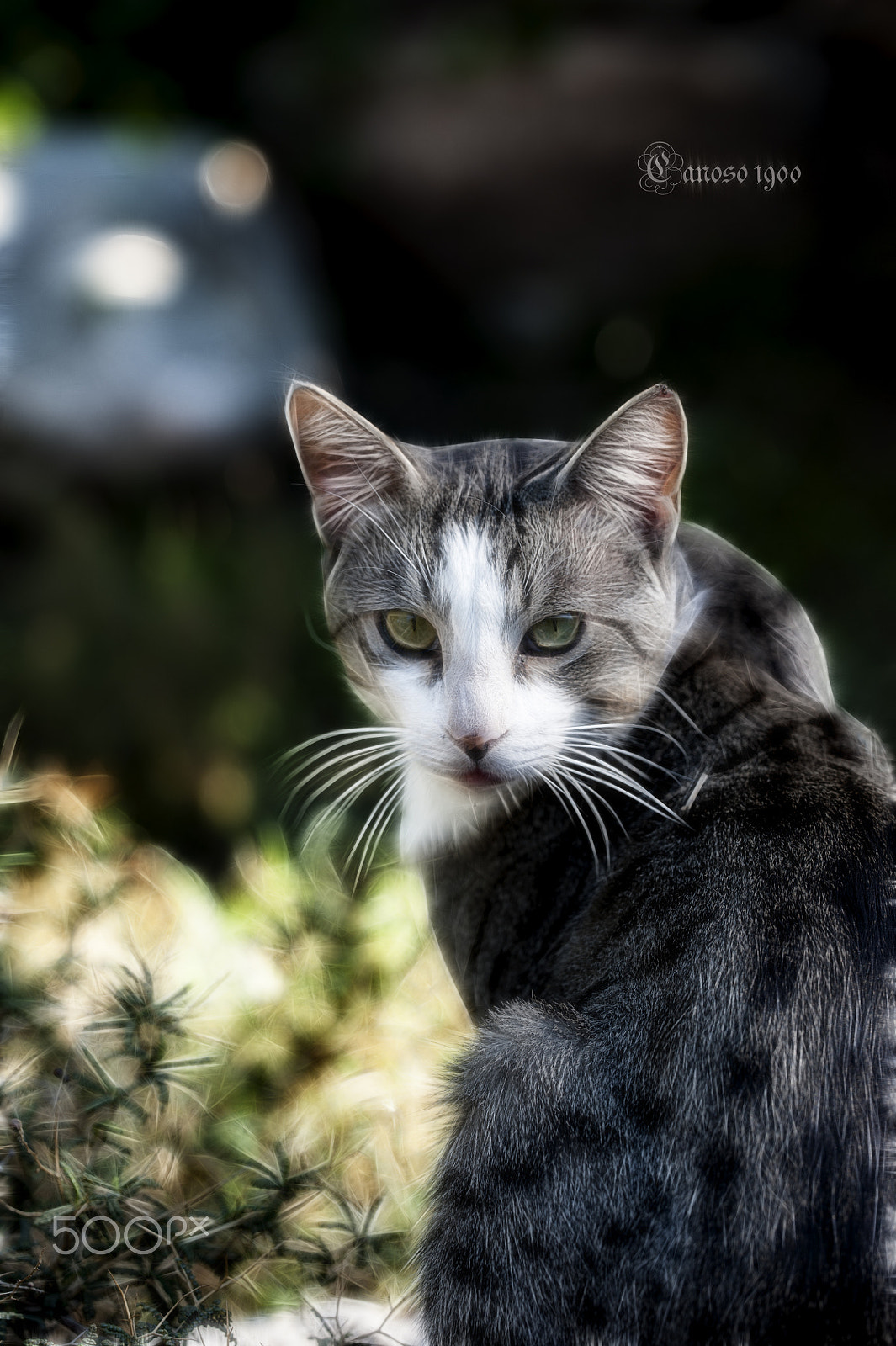 Nikon D700 sample photo. Gato photography