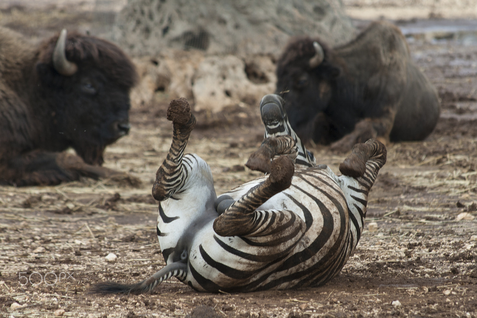 Canon EF 70-300mm F4-5.6 IS USM sample photo. Zebra playing photography