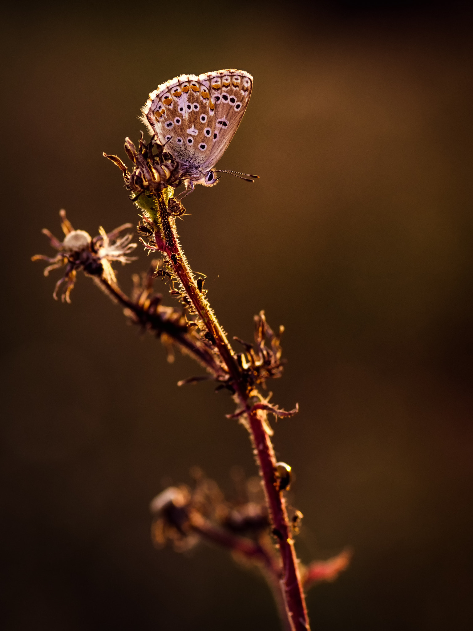 Pentax smc D-FA 100mm F2.8 Macro WR sample photo. Bläuling steinbruch photography
