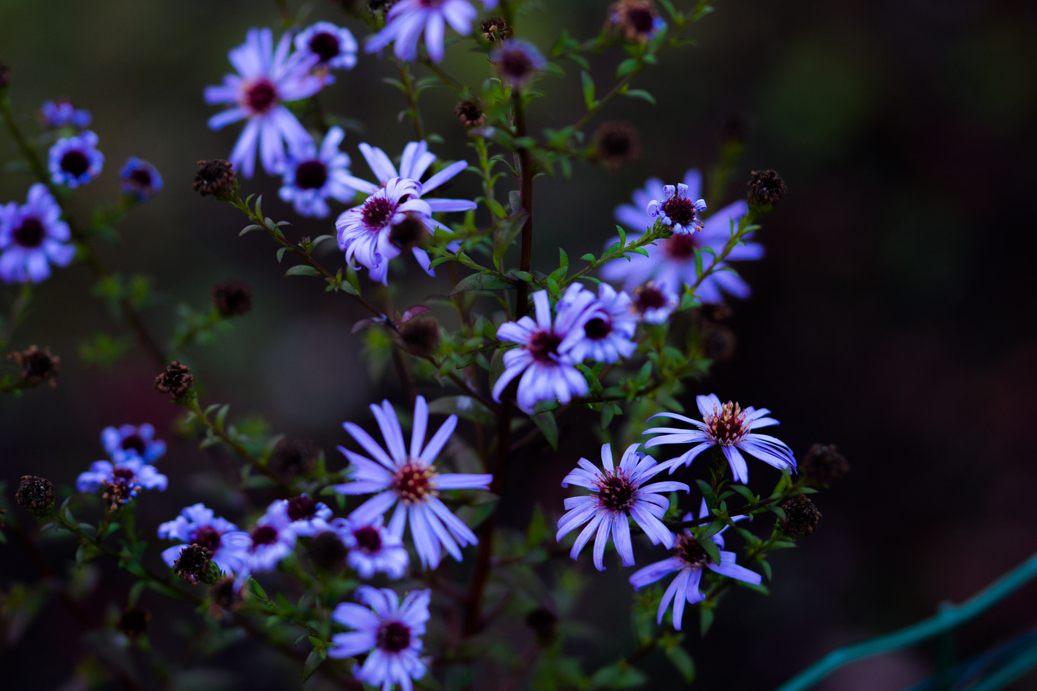 Sony Alpha NEX-7 + 90mm F2.8 Macro G OSS sample photo. Still. photography