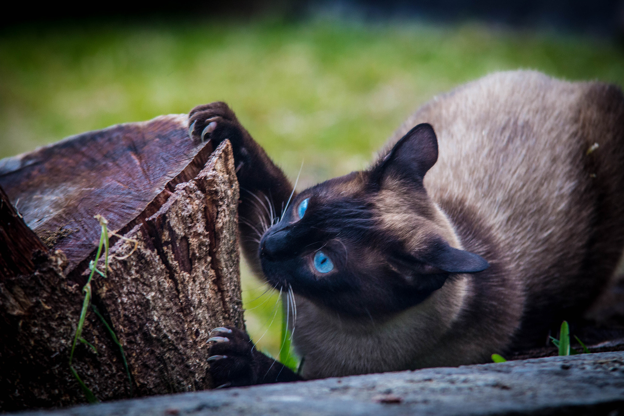 Canon EF 70-200mm F2.8L USM sample photo. Cat photography