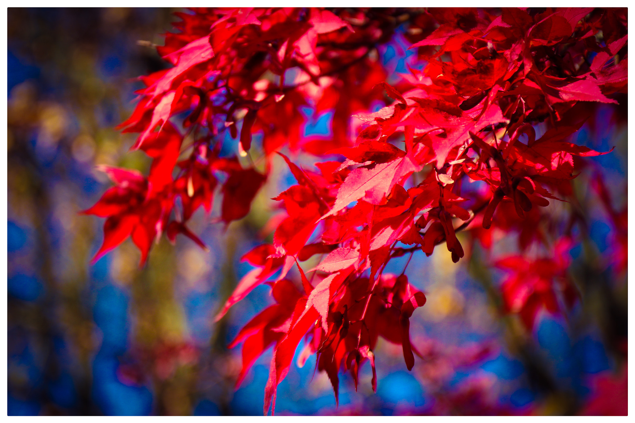 Canon EF 24-70mm F4L IS USM sample photo