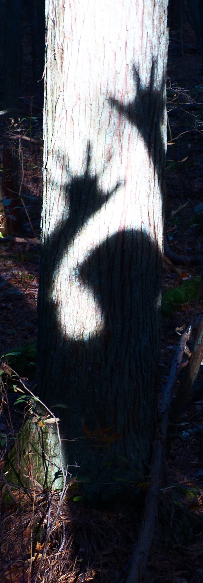 Leica V-Lux 4 sample photo. Tree spirit photography