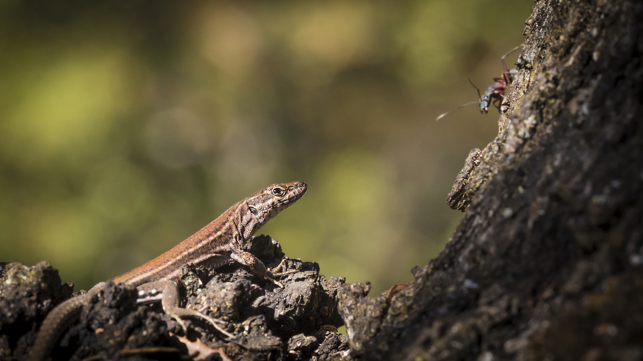 Canon EOS 70D + Canon EF 135mm F2L USM sample photo. Podarcis hispanicus (lagartija ibérica) photography