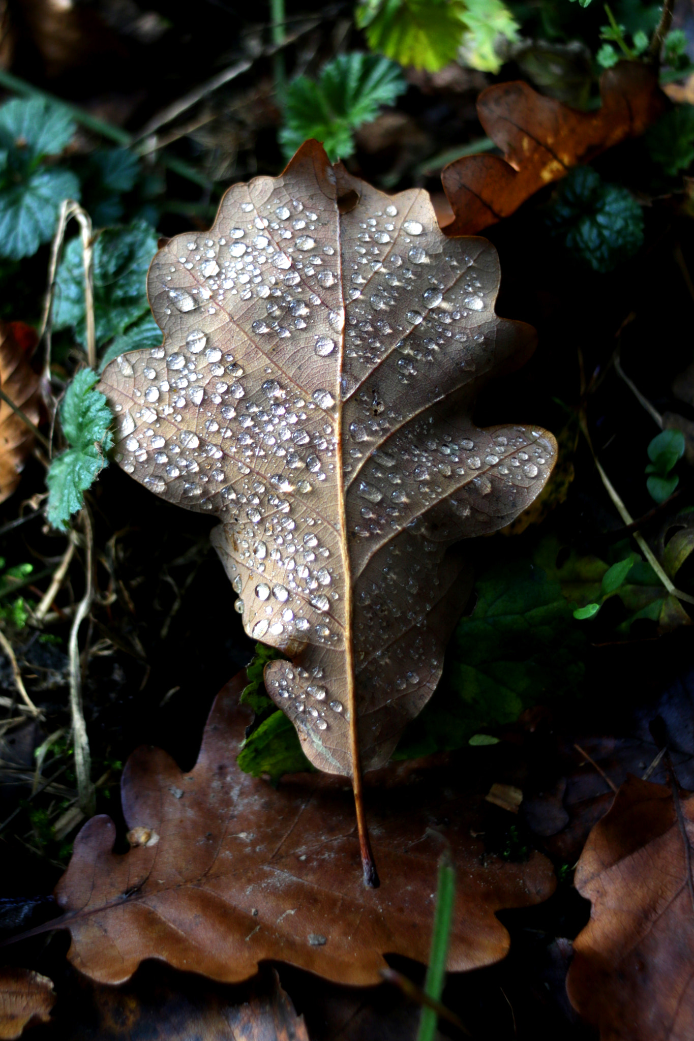 Canon EF 35-80mm f/4-5.6 sample photo. Diamond leaf photography