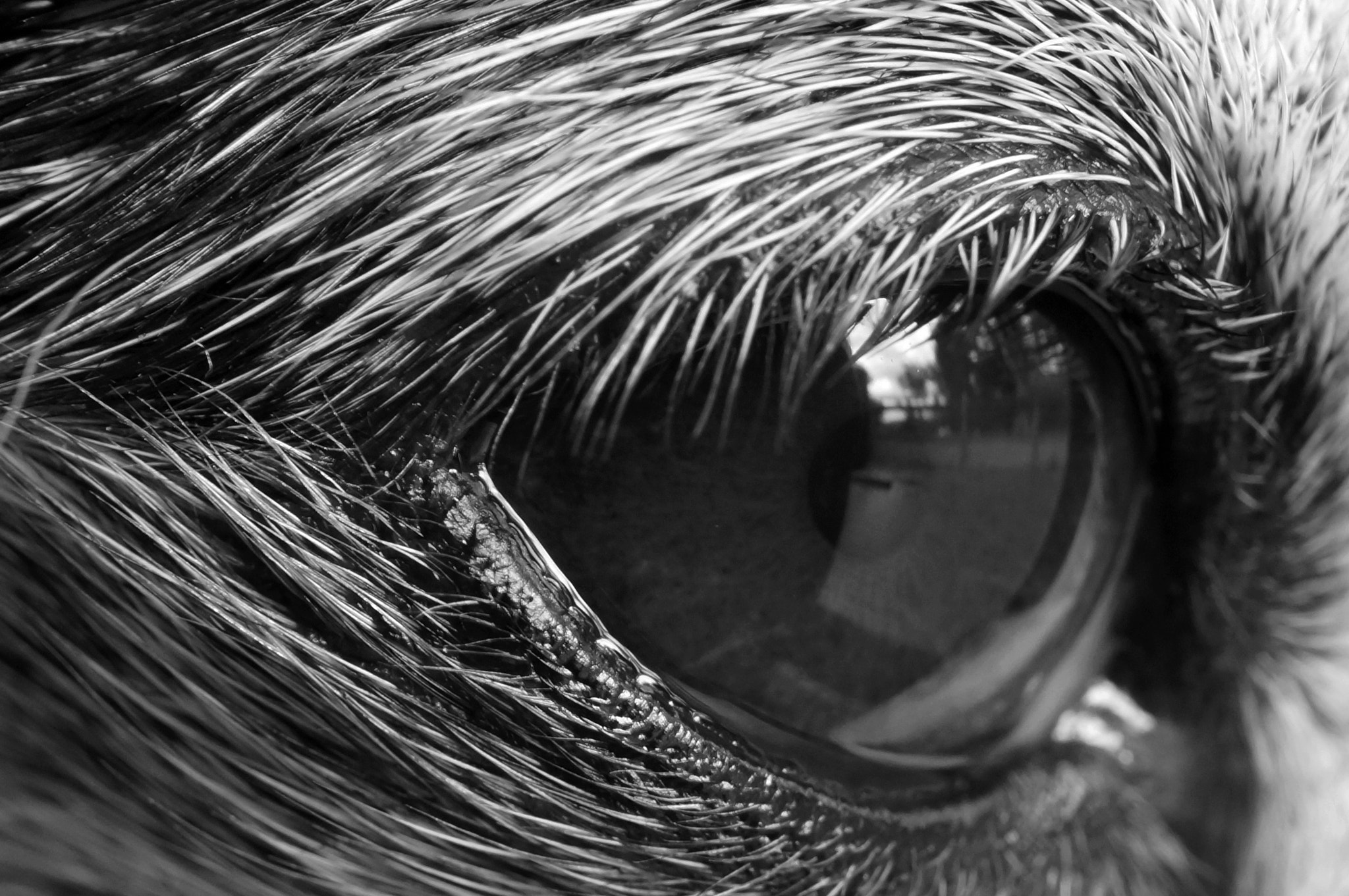 Sony Alpha NEX-5N + Sony E 30mm F3.5 Macro sample photo. Chihuahua vision b&w photography