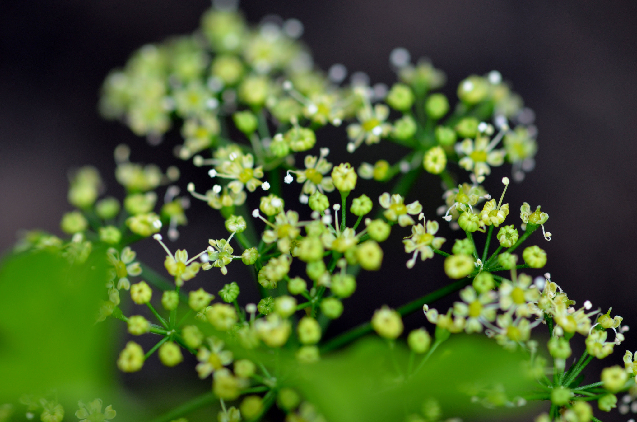 Nikon AF-S Micro-Nikkor 105mm F2.8G IF-ED VR sample photo. Petroselinum crispum photography