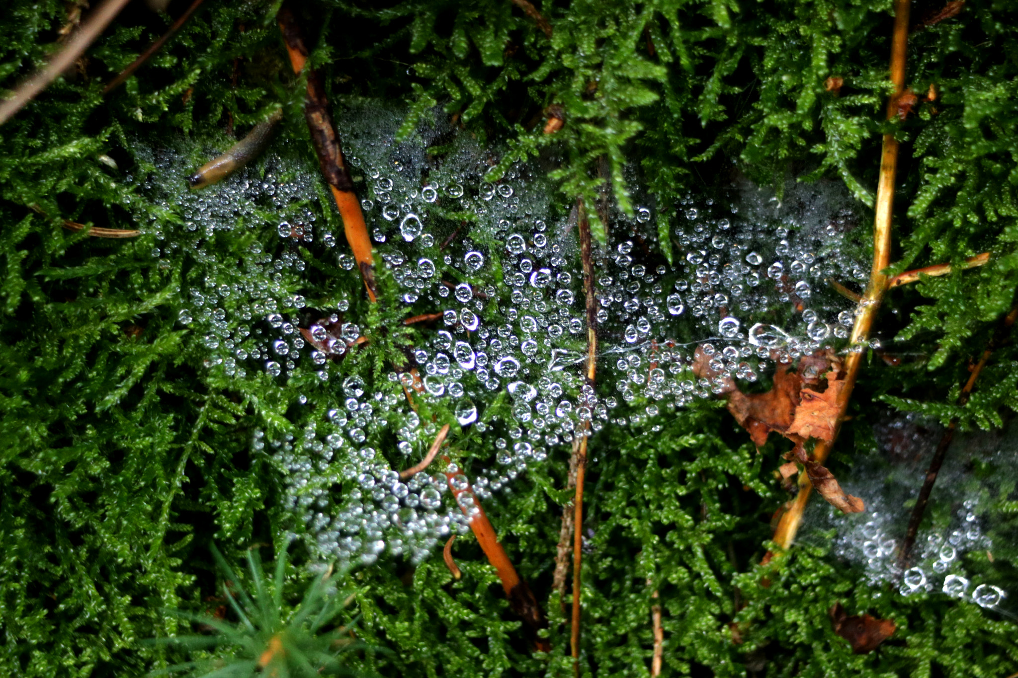 Canon EF 35-80mm f/4-5.6 sample photo. Diamond web photography