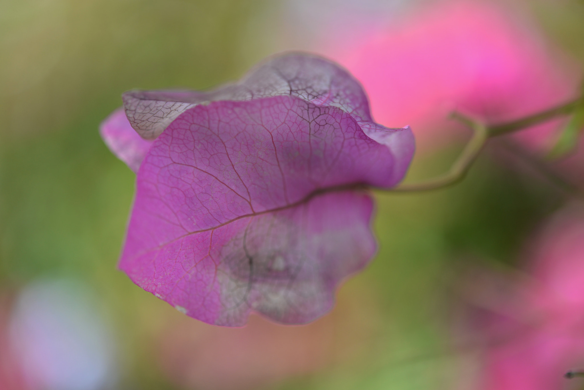 Nikon AF-S Micro-Nikkor 60mm F2.8G ED sample photo. Bougainvilléa /2029 photography