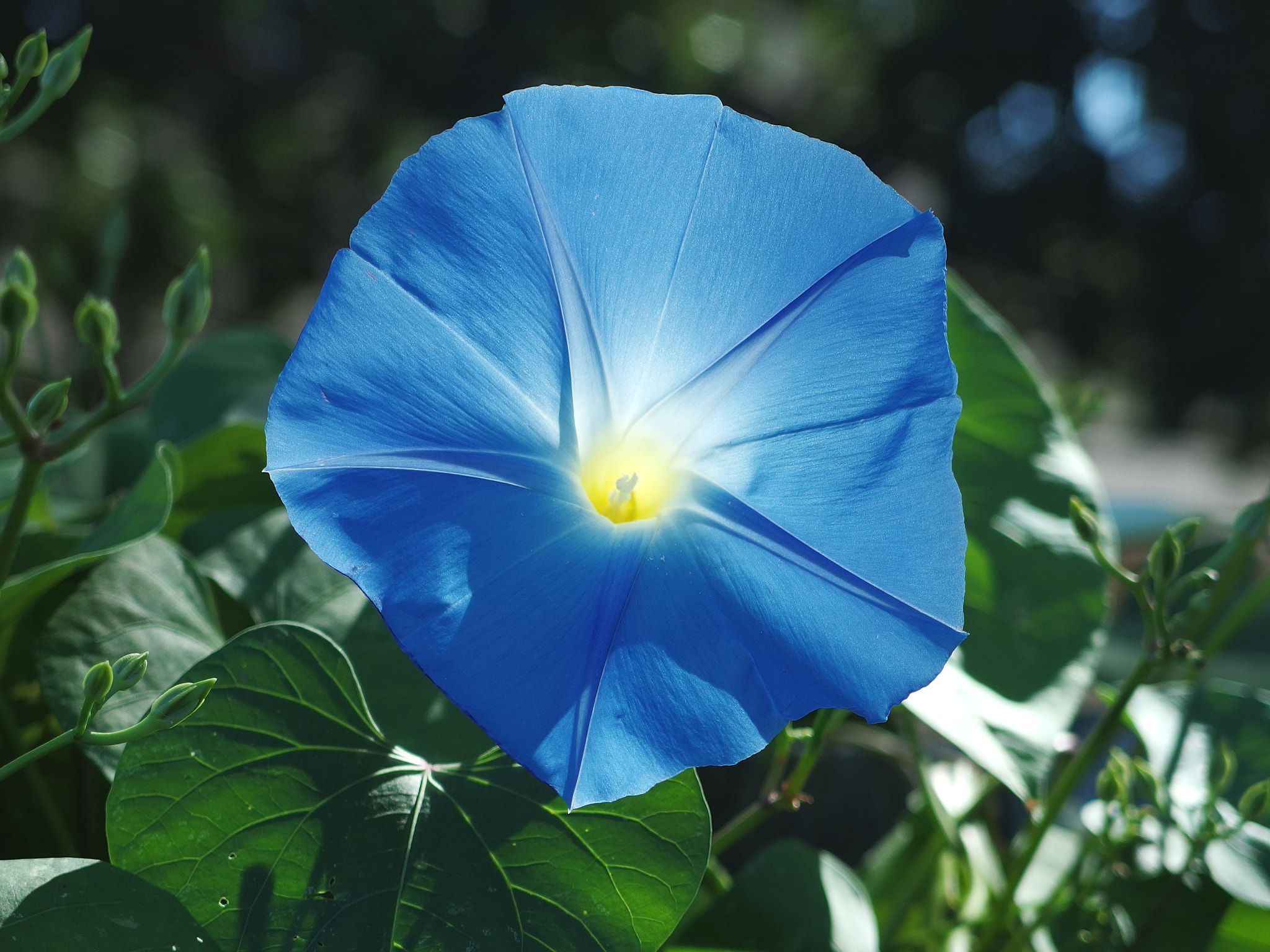PENTAX RICOH IMAGING PENTAX MX-1 sample photo. Morning glory photography