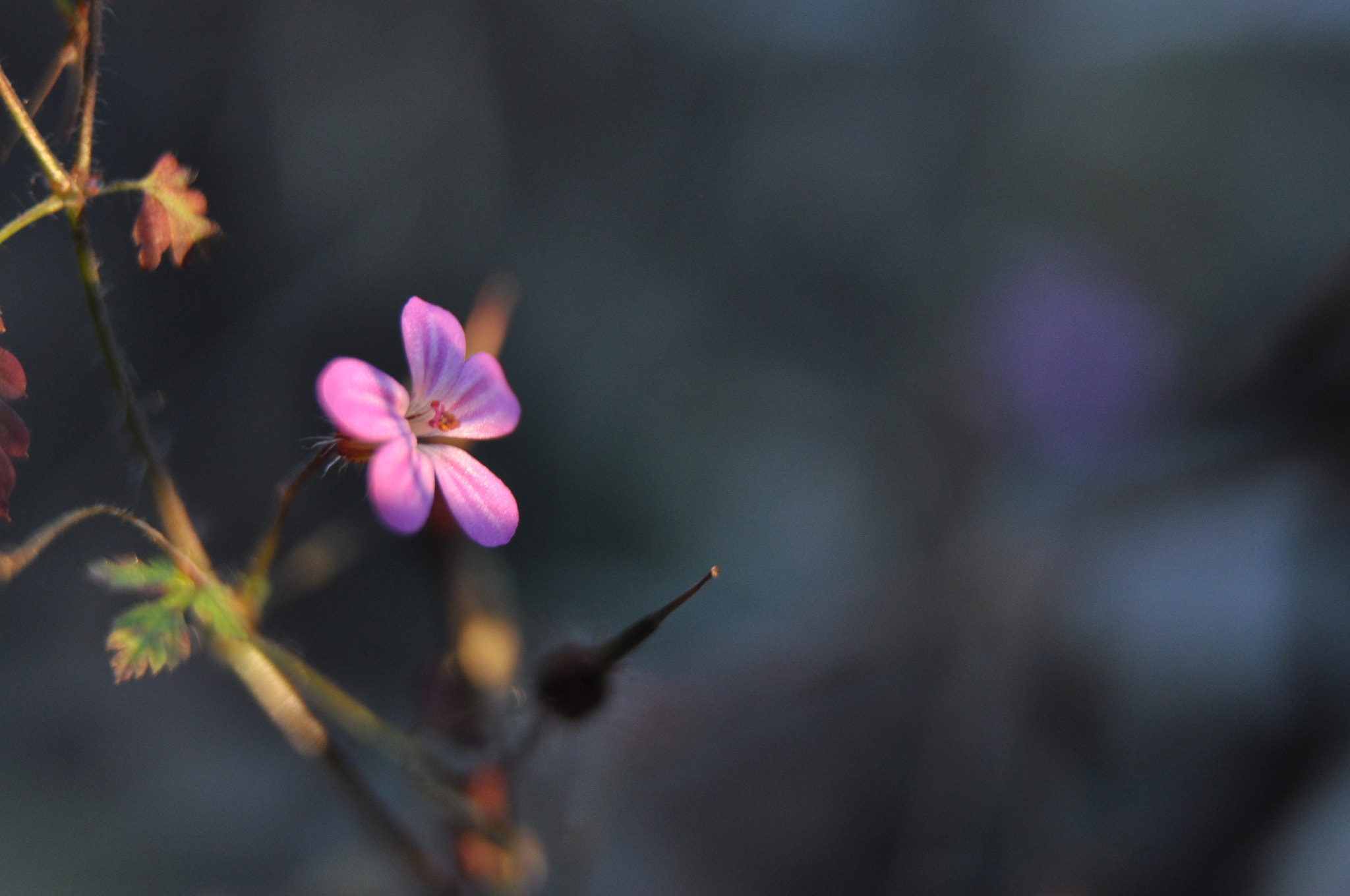 Sigma 17-50mm F2.8 EX DC OS HSM sample photo. W43 of my 52 week photo challenge! back on track! photography