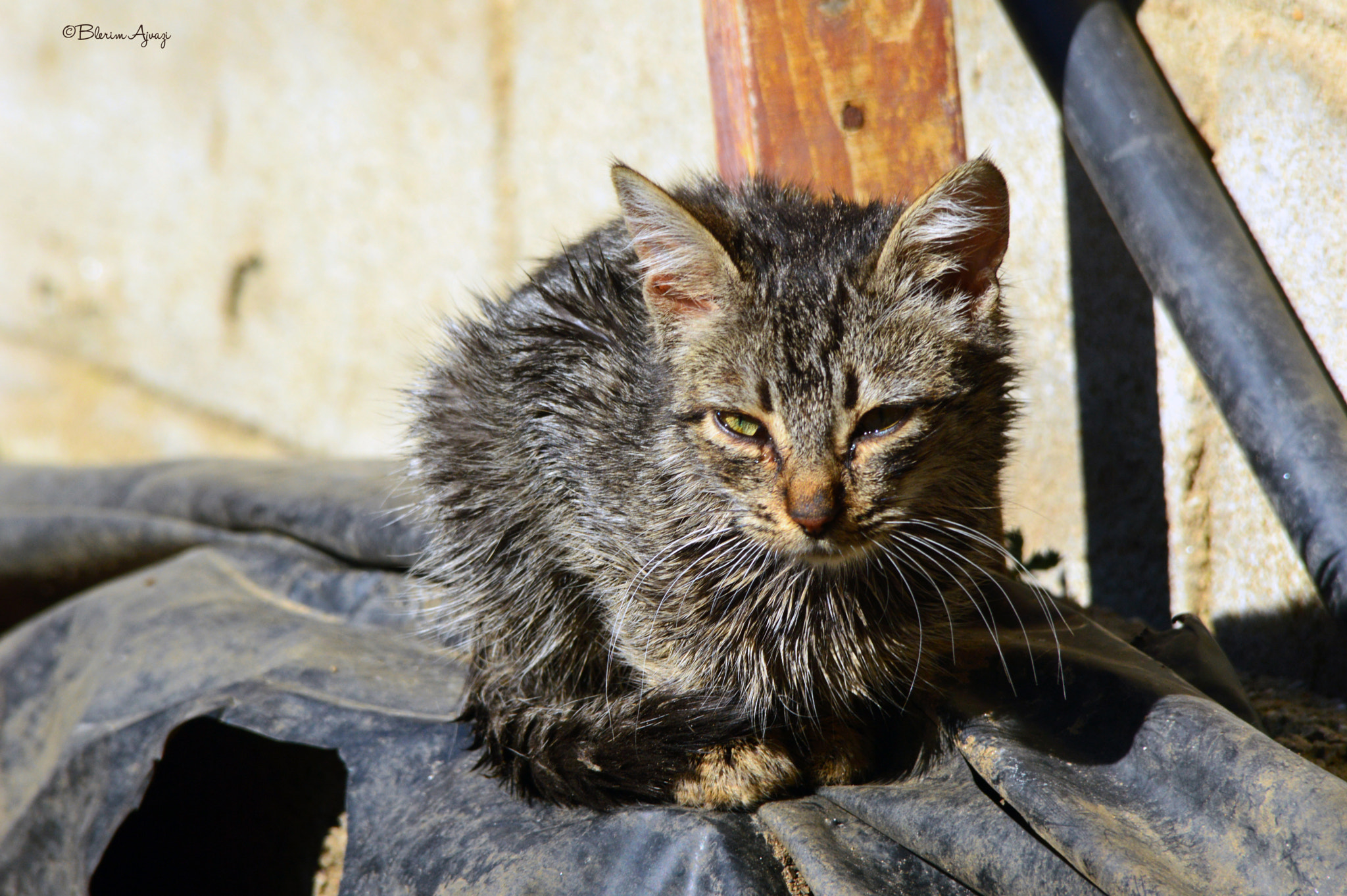 Sigma 28-200mm F3.5-5.6 Compact Aspherical Hyperzoom Macro sample photo. Cat richards photography