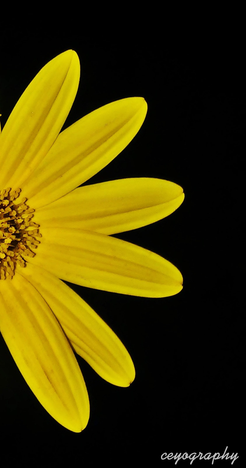 LG D723TR sample photo. Yellow photography
