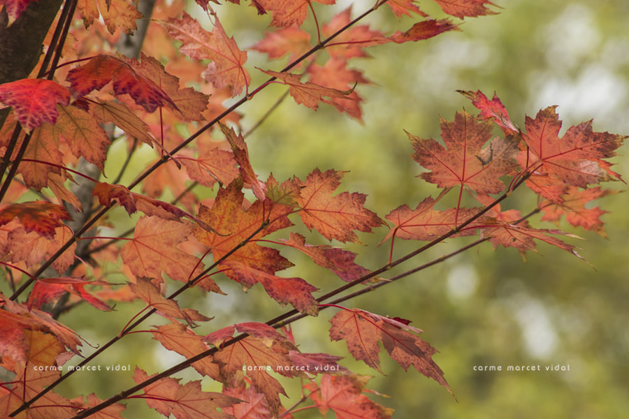 Canon EF 55-200mm F4.5-5.6 II USM sample photo. Red autumn photography