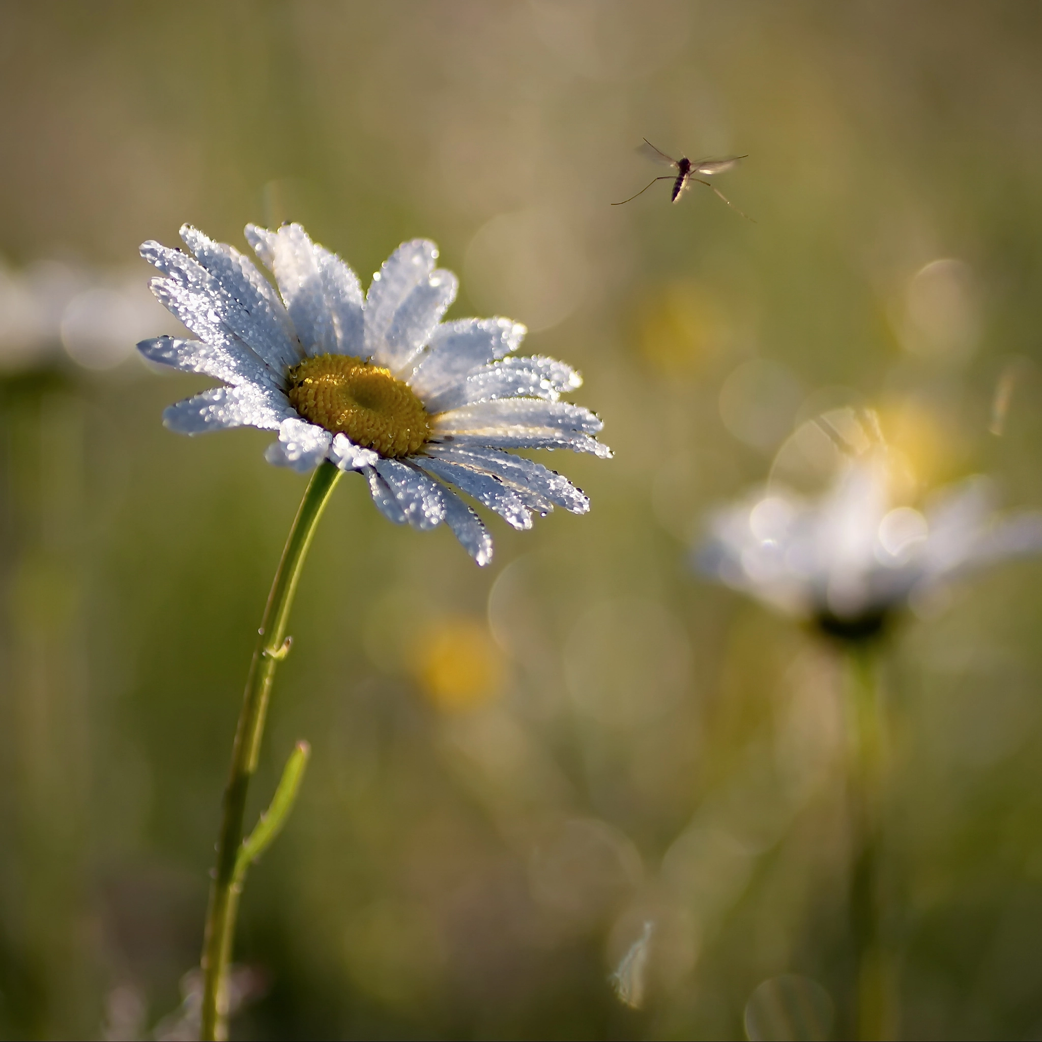 Canon EOS 600D (Rebel EOS T3i / EOS Kiss X5) + Tamron SP AF 90mm F2.8 Di Macro sample photo. Комар проснулся photography