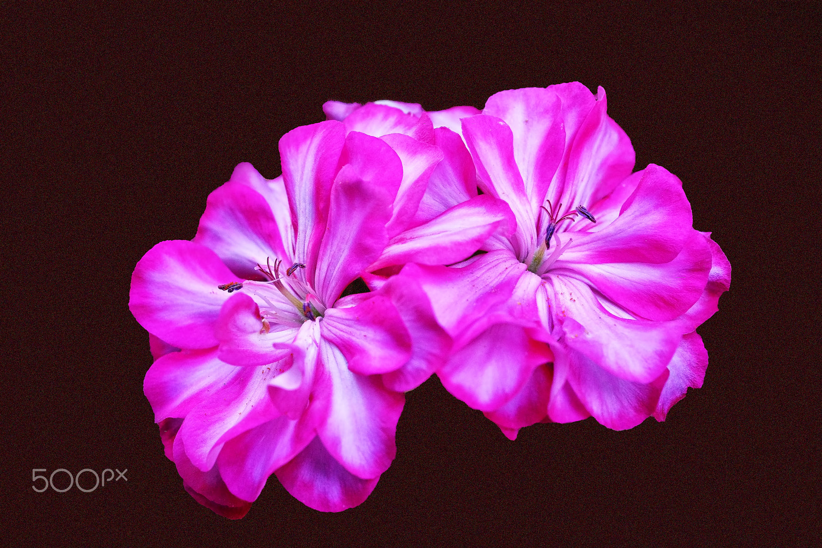 Nikon D800E + AF Micro-Nikkor 55mm f/2.8 sample photo. Sardunya (pelargonium) photography