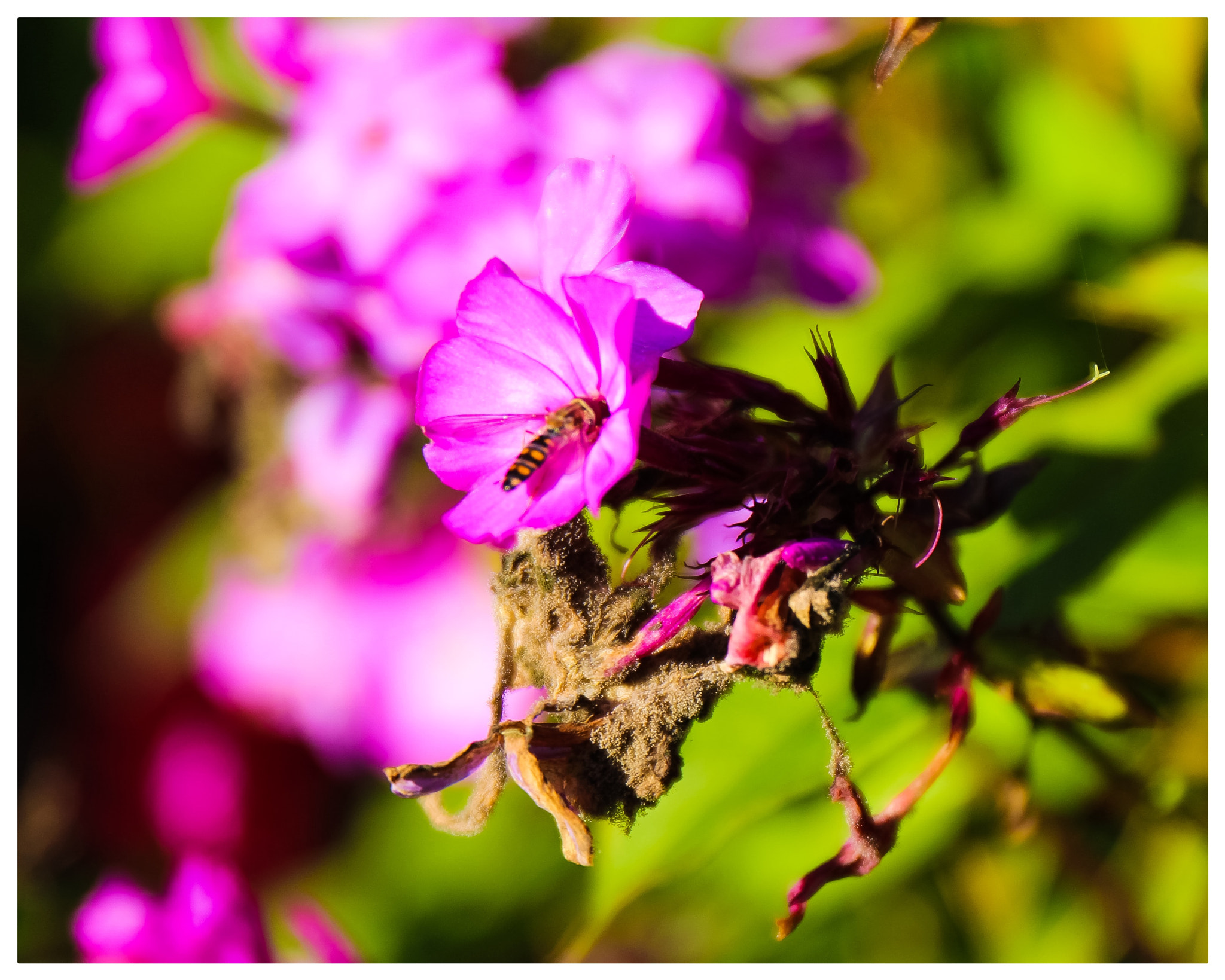 Canon EF 24-70mm F4L IS USM sample photo
