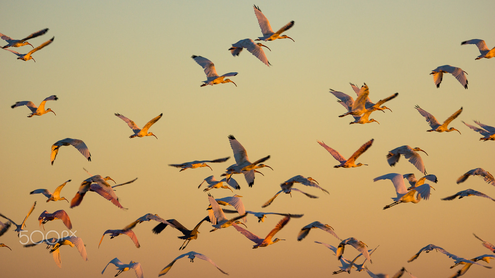 Sony 70-300mm F4.5-5.6 G SSM sample photo. 7:30 am photography