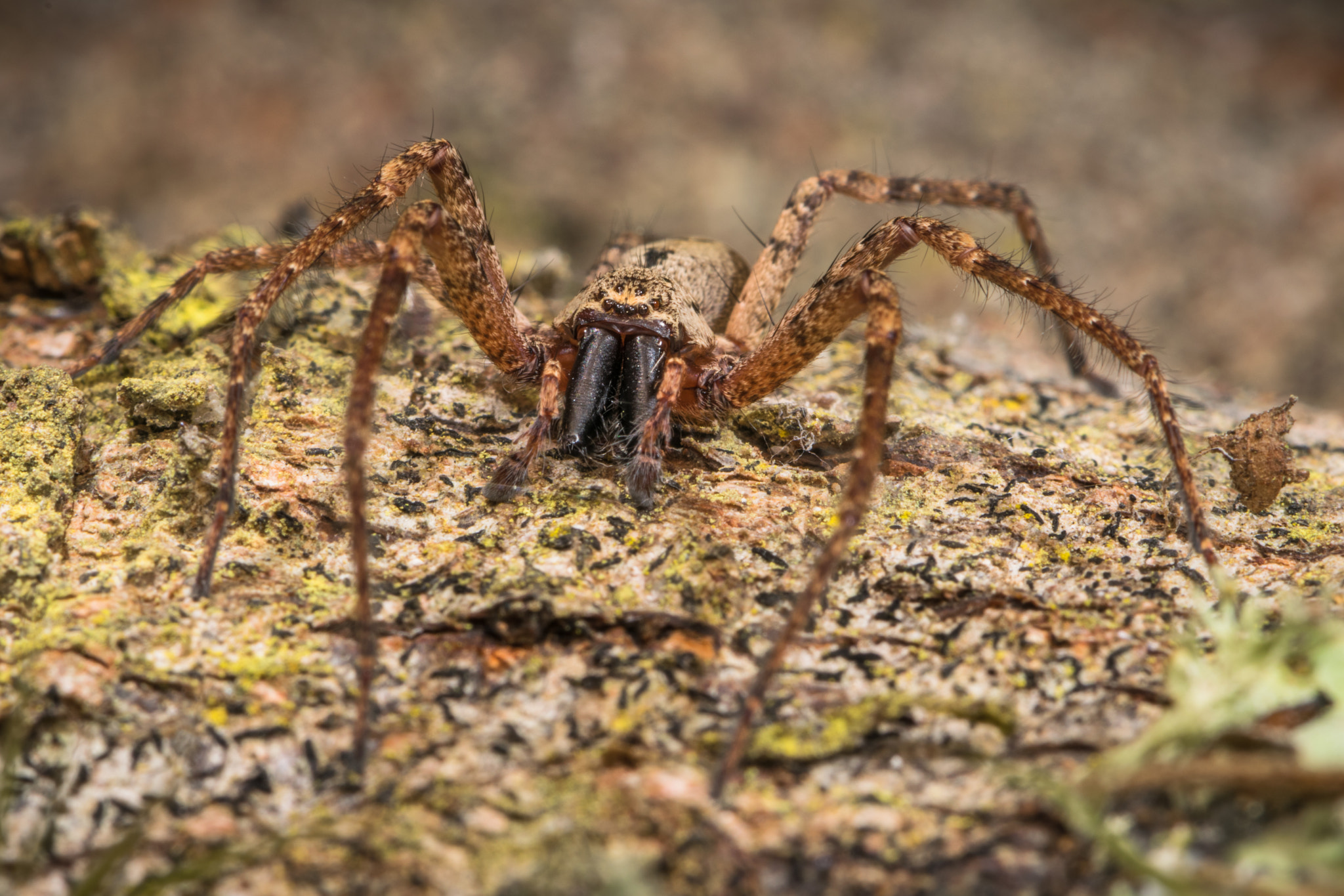 Nikon AF-S Micro-Nikkor 105mm F2.8G IF-ED VR sample photo. Looking for a prey at night photography