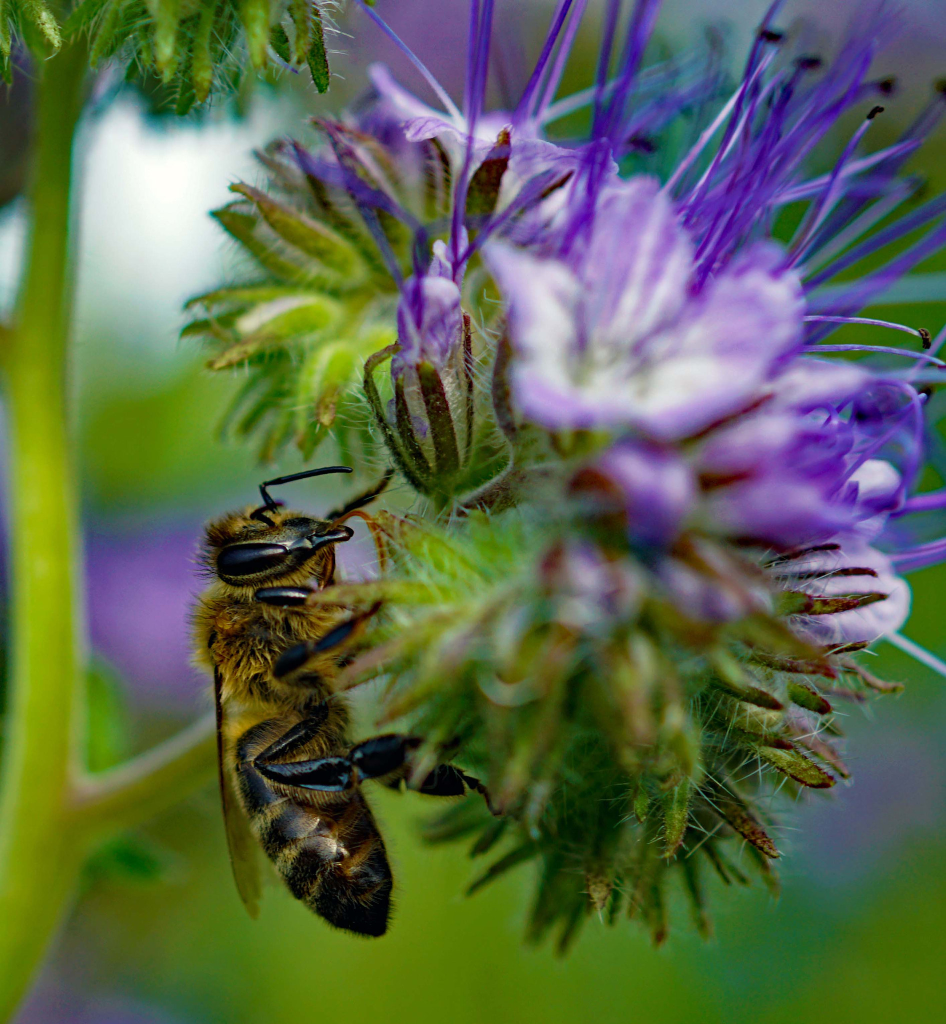 Sony DT 30mm F2.8 Macro SAM sample photo. The bee gives us life photography