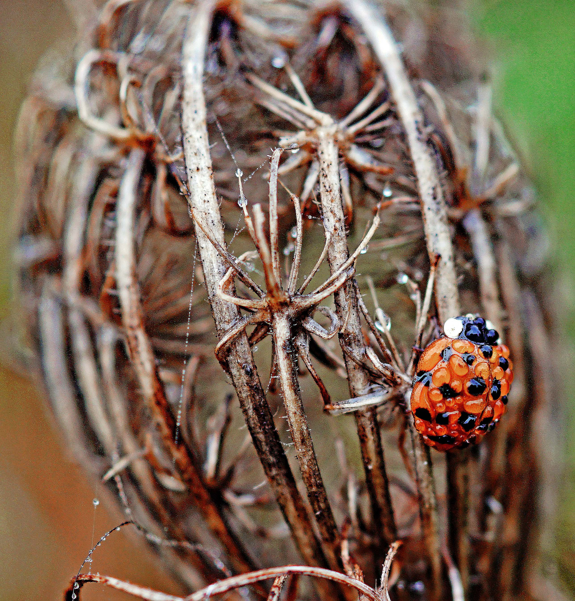 Sony DT 30mm F2.8 Macro SAM sample photo. Ladybirds wait for the sun photography